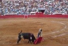 Bull Fight